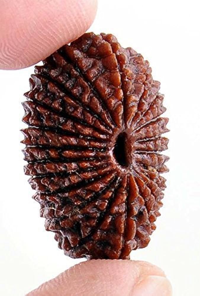 Rudraksha