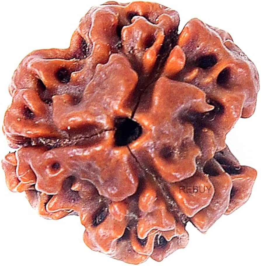 Three Mukhi Rudraksha