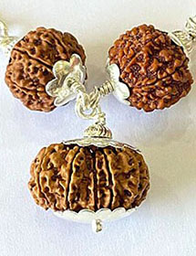 Rudraksha For Finance