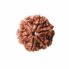 Rudraksha